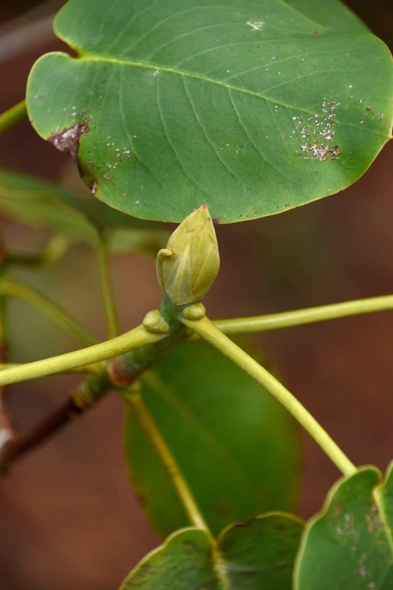 Rododendro 22