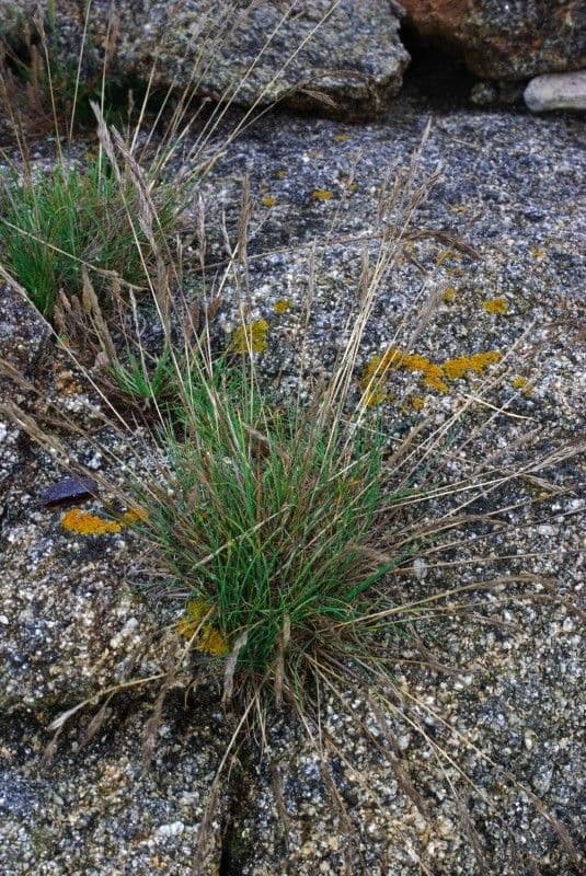 Festuca di Huon 7