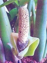 Pianta di ZZ
