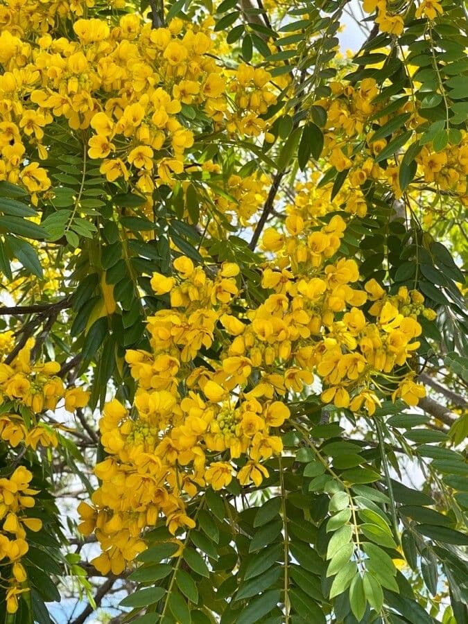 Cassia spectabilis 8