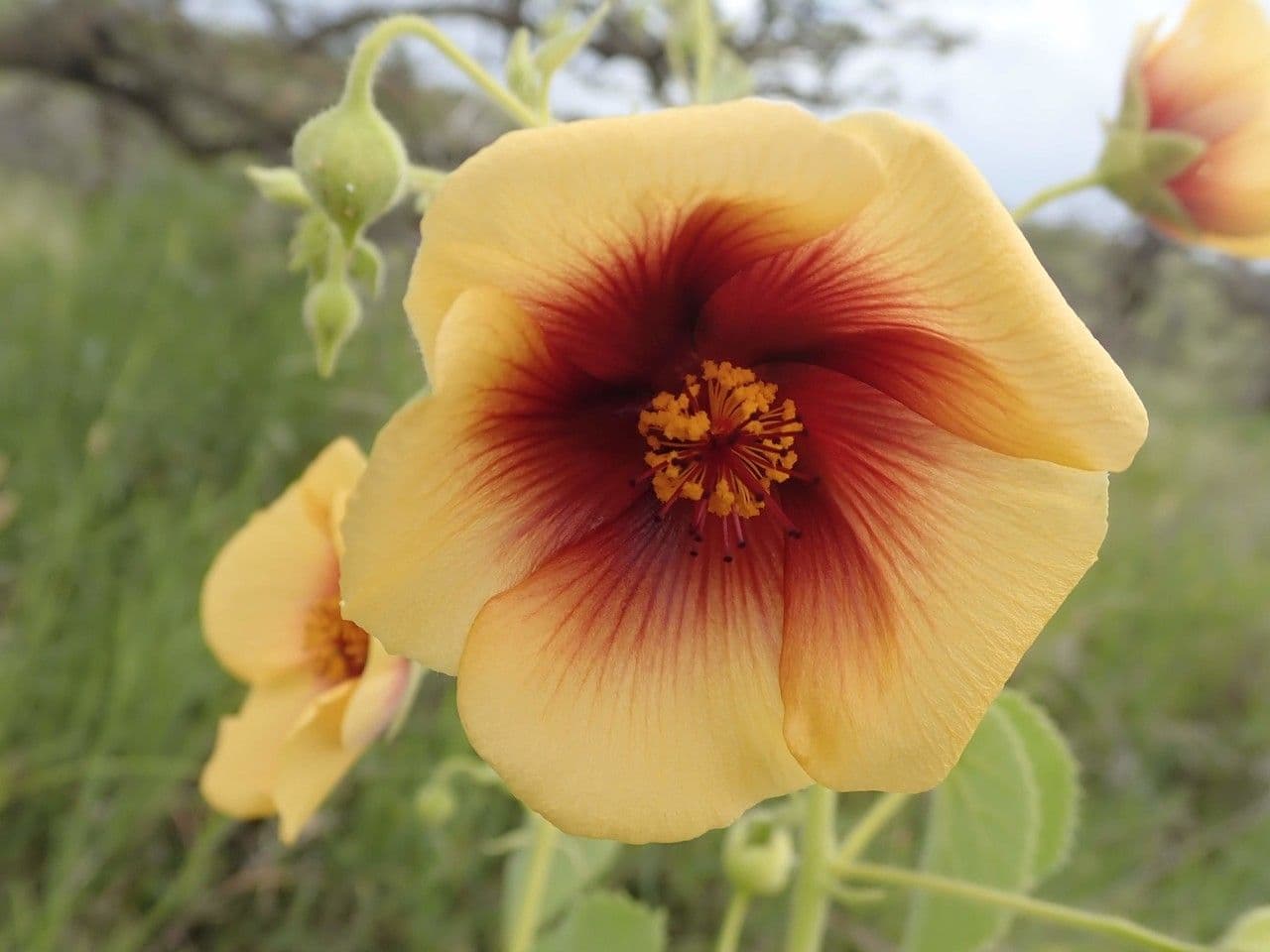 Abutilon 8