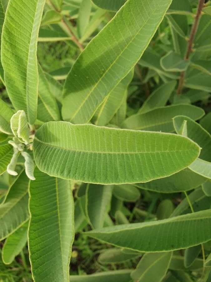Ozoroa insignis 11