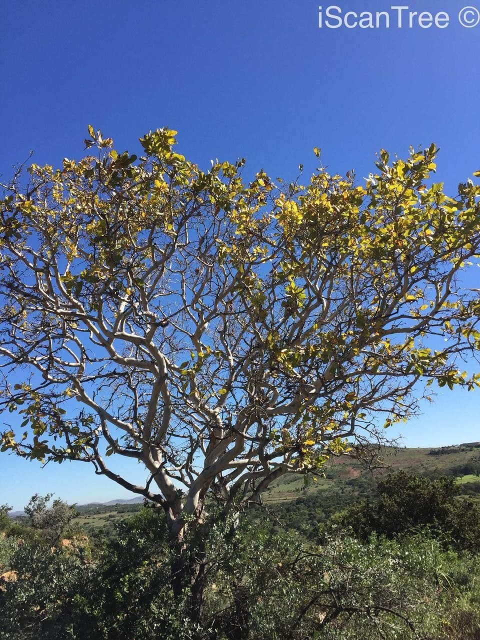 Ochna pulchra 8
