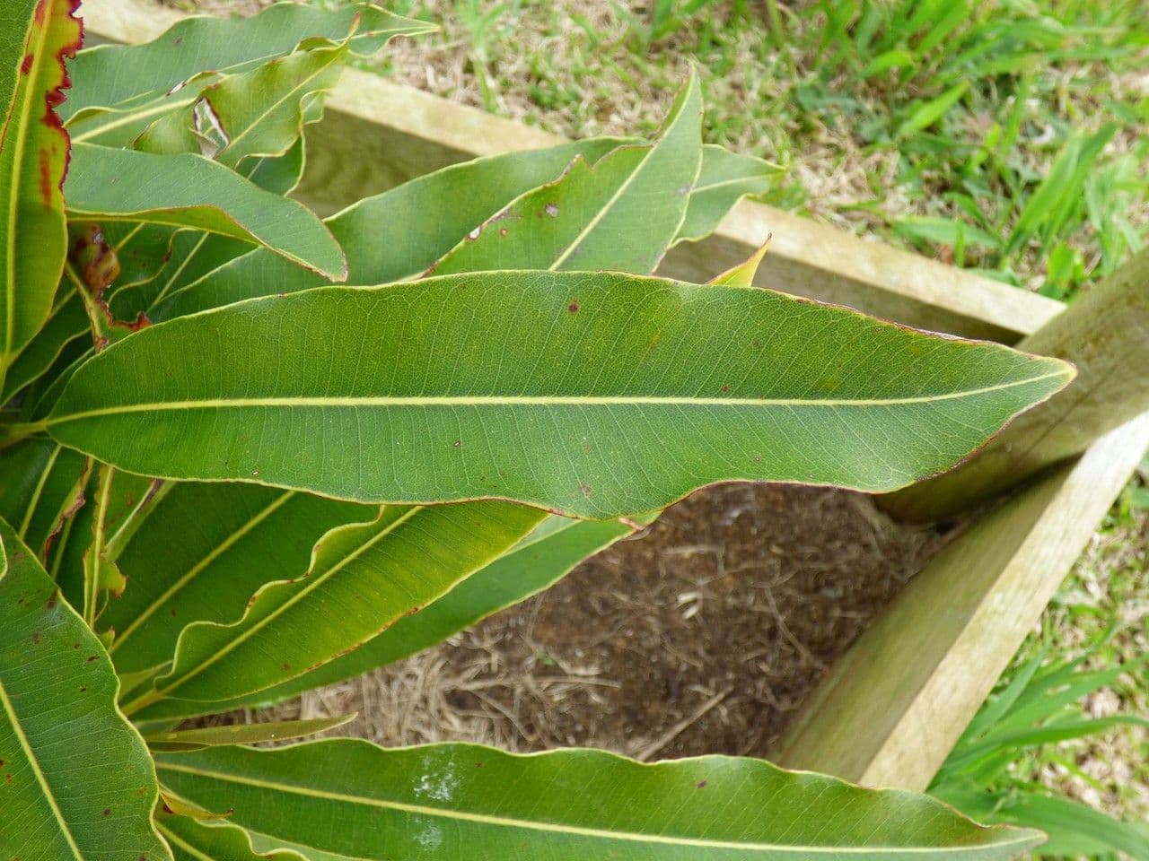 Sideroxylon 3