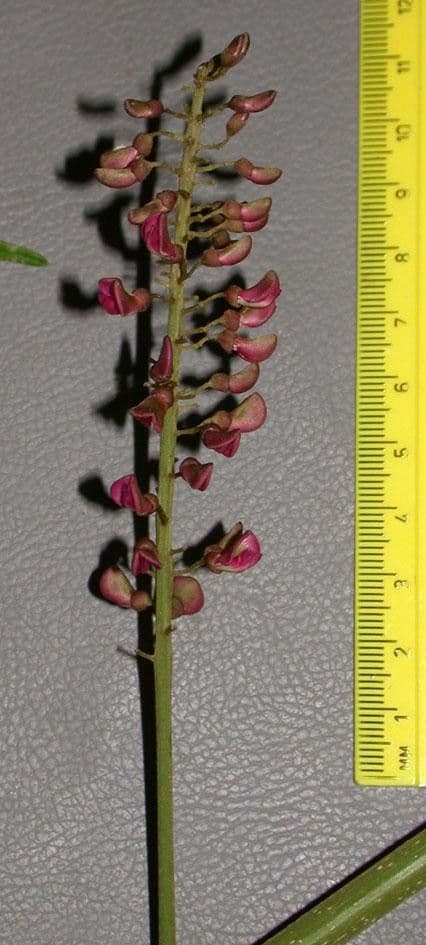 Lonchocarpus 24