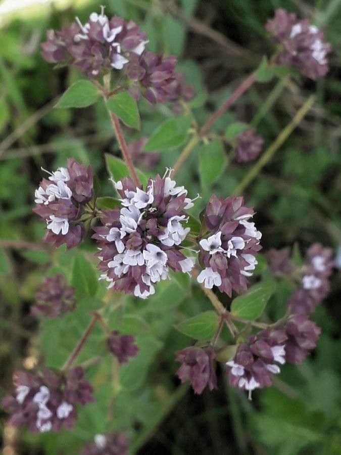 Oregano 9