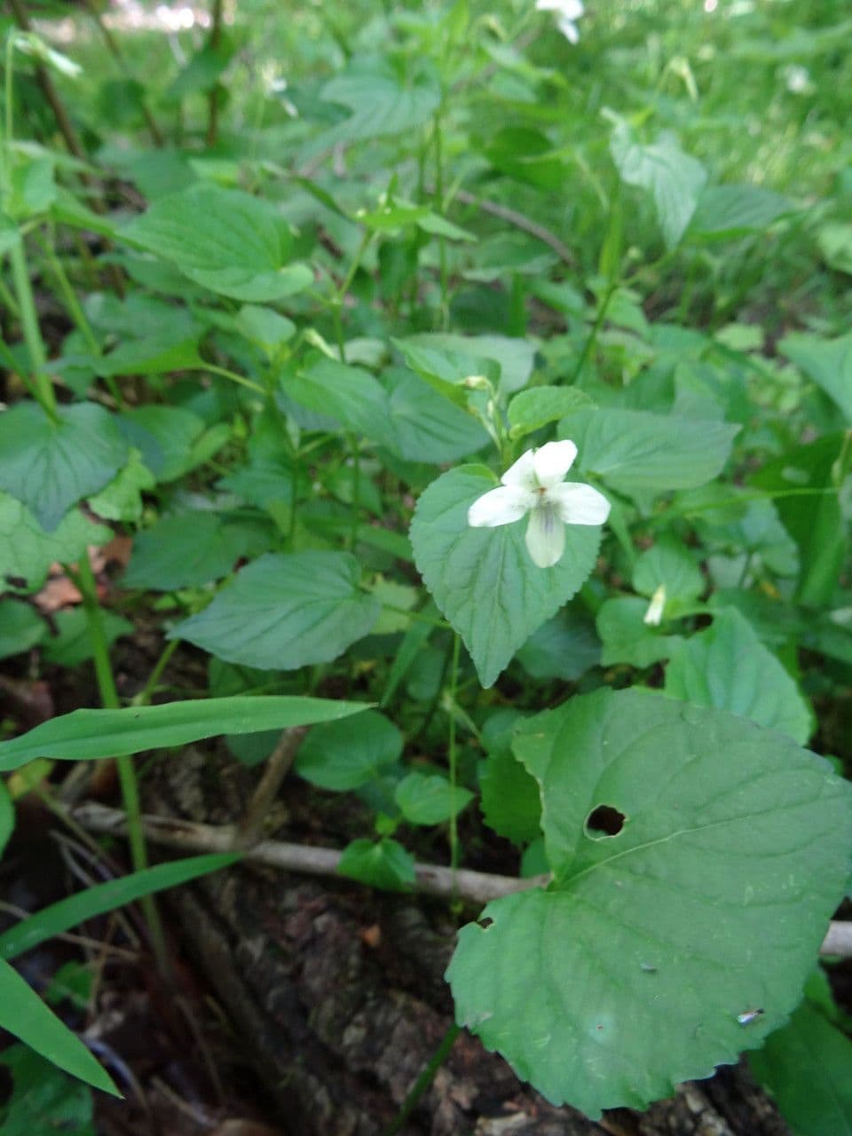 Viola striata 10