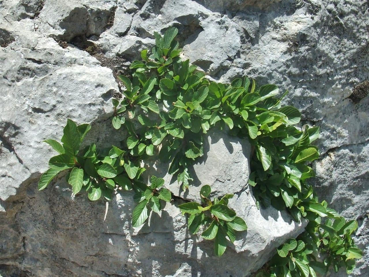 Krušina 16