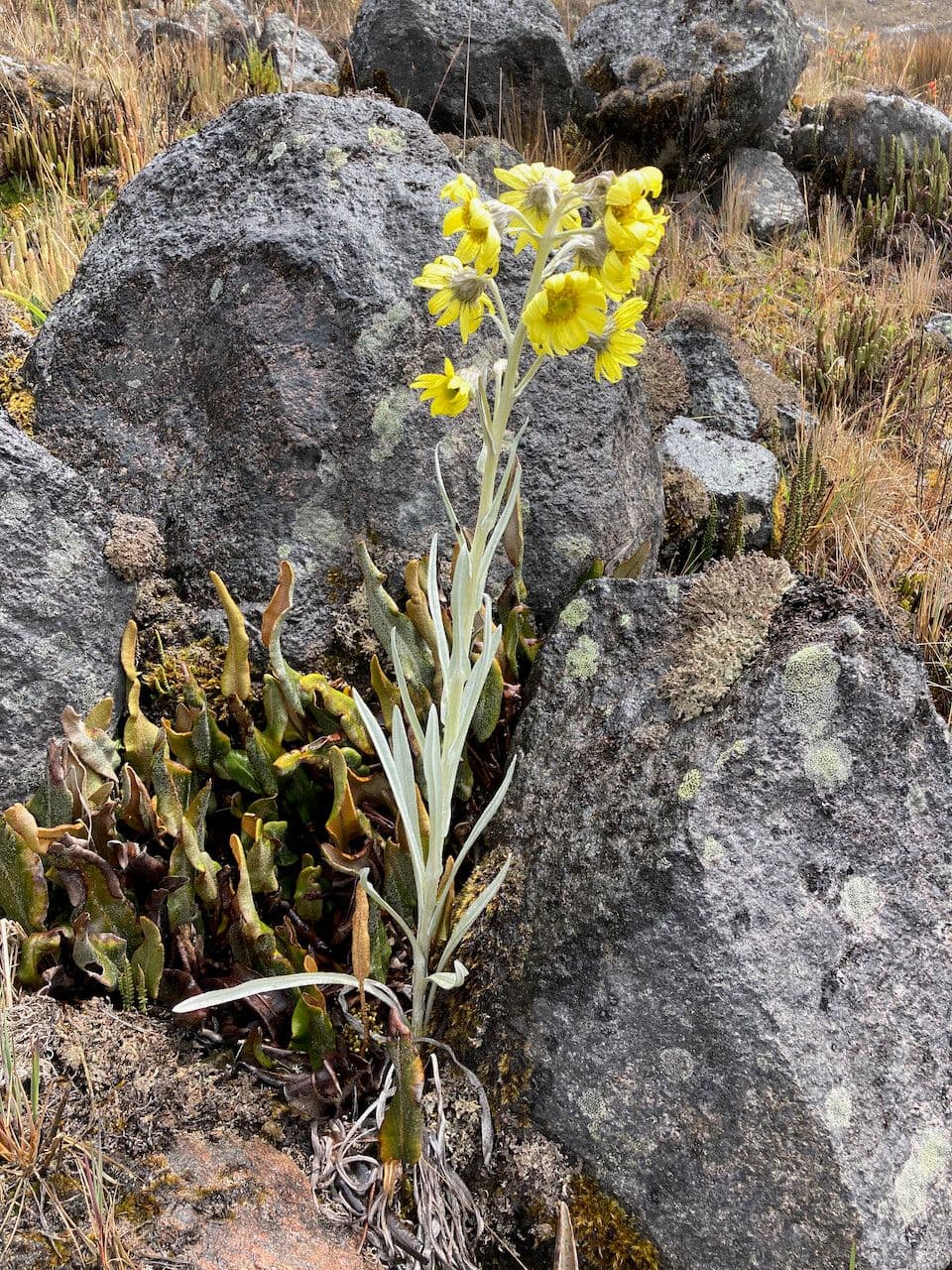 Senecio 13