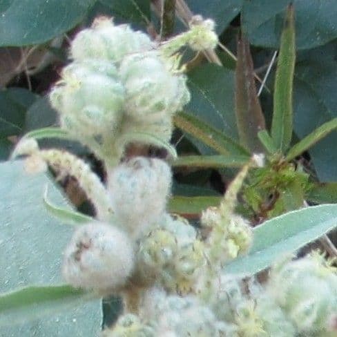 Croton capitatus 10