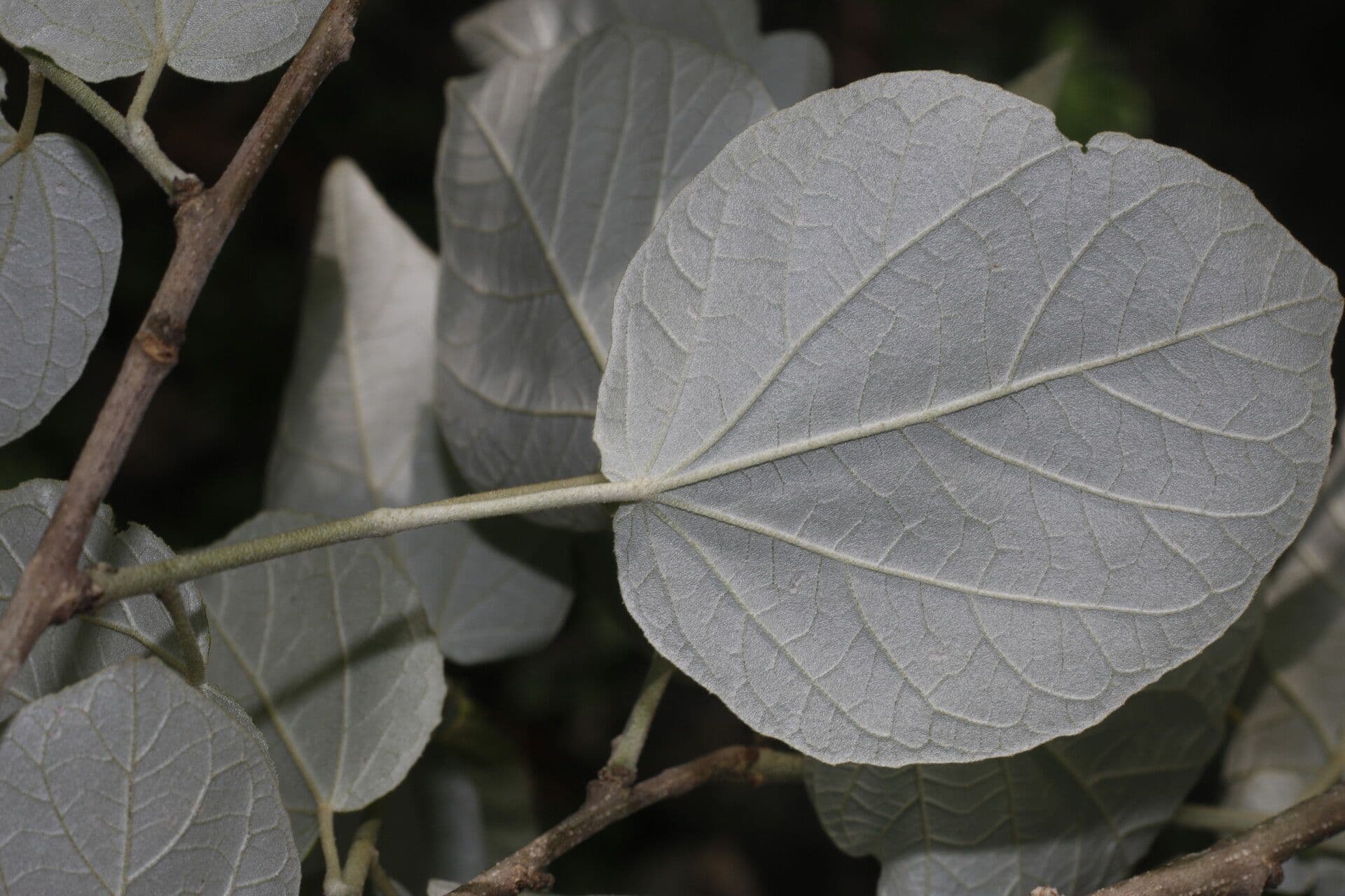 Croton 5