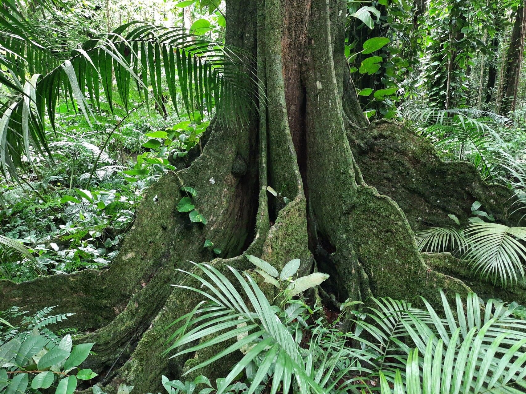 Inocarpus 11