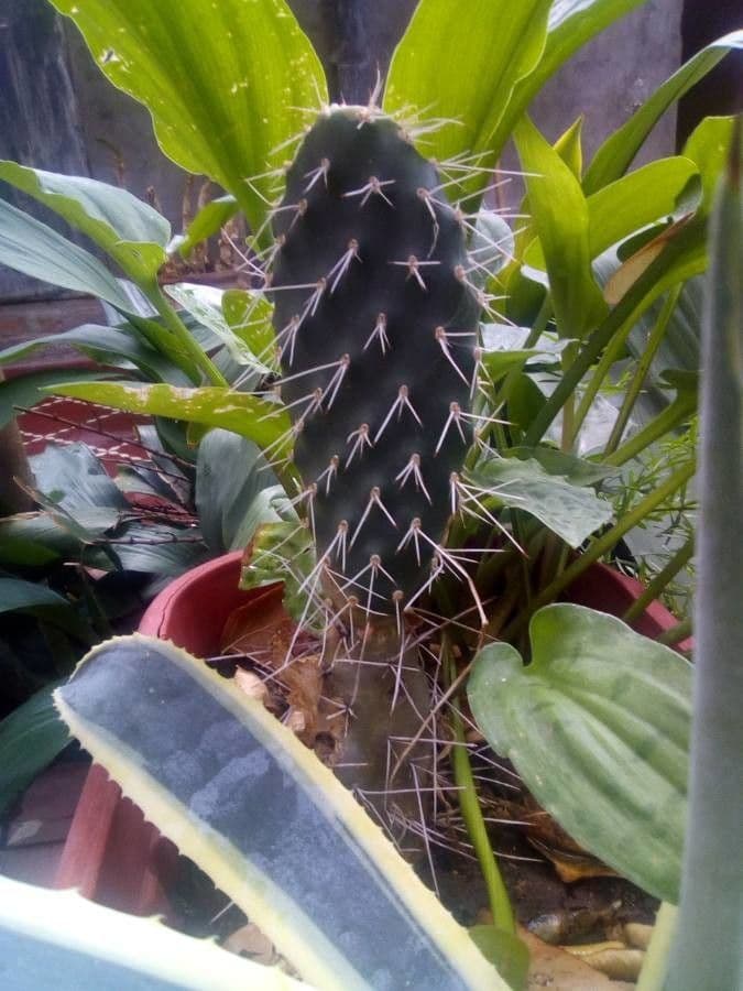 Opuntia pilifera 3
