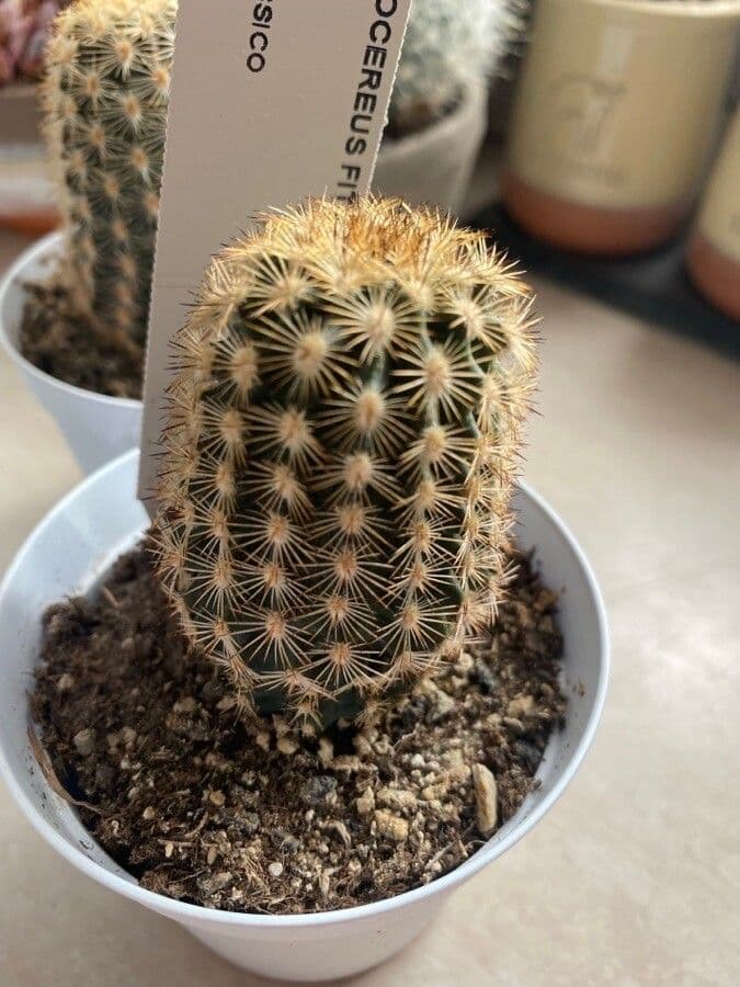Cactus 3