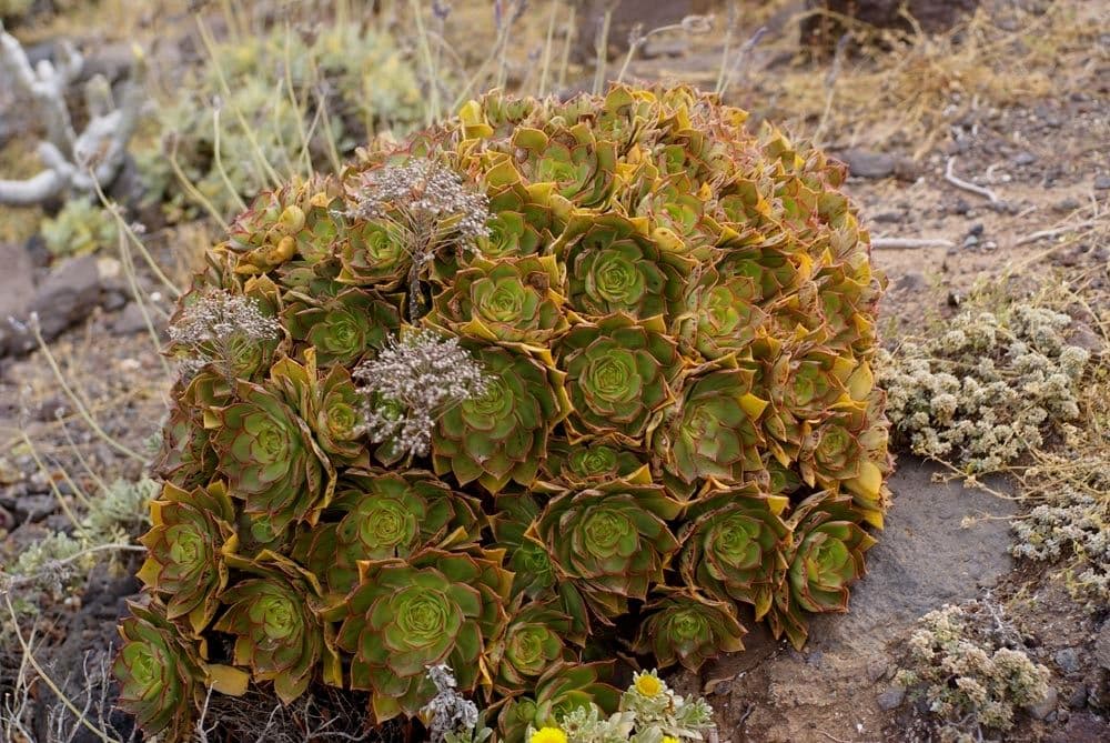 Aeonium lancerottense 8