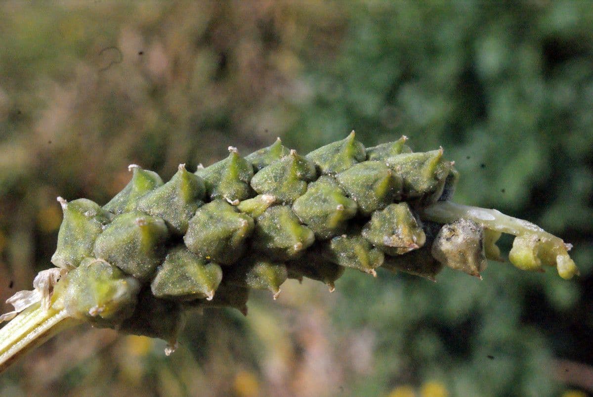 Adonis microcarpa 3