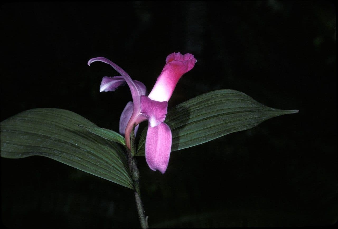 Sobralia 5