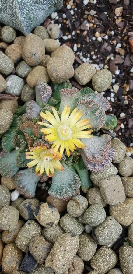 Titanopsis 3