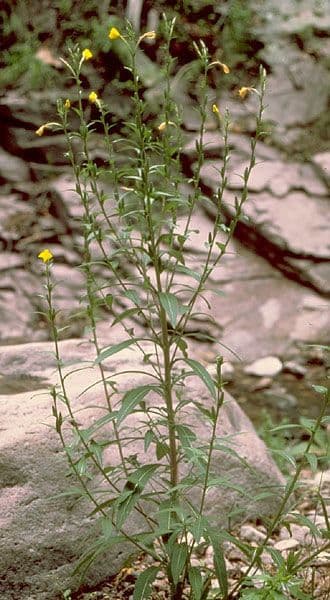 Hairy evening primrose 9