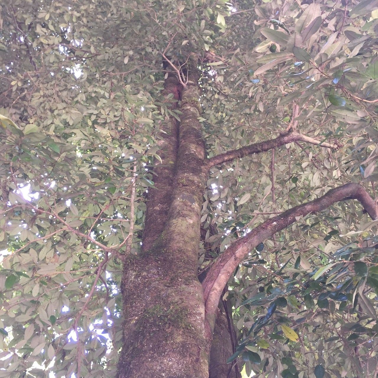 Aextoxicon punctatum 9