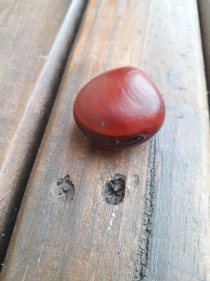 Macropsychanthus