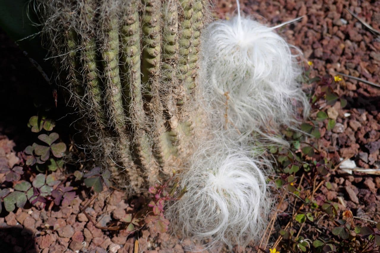 Cactus vecchio 15