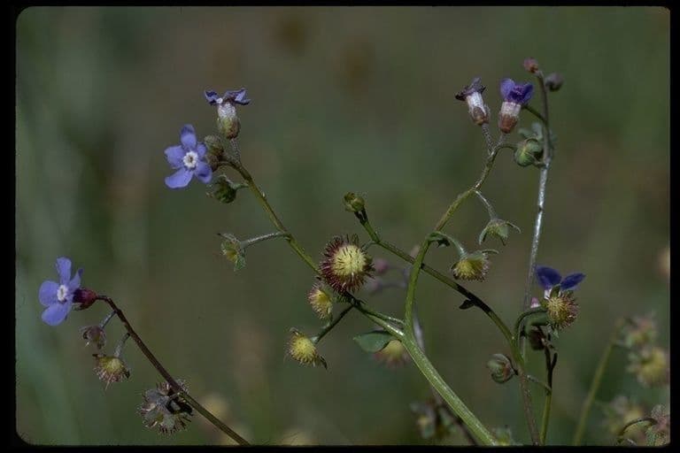 Schmuck-Häckelia 7