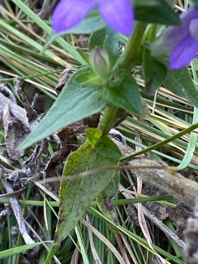 Campanula agglomerata 16