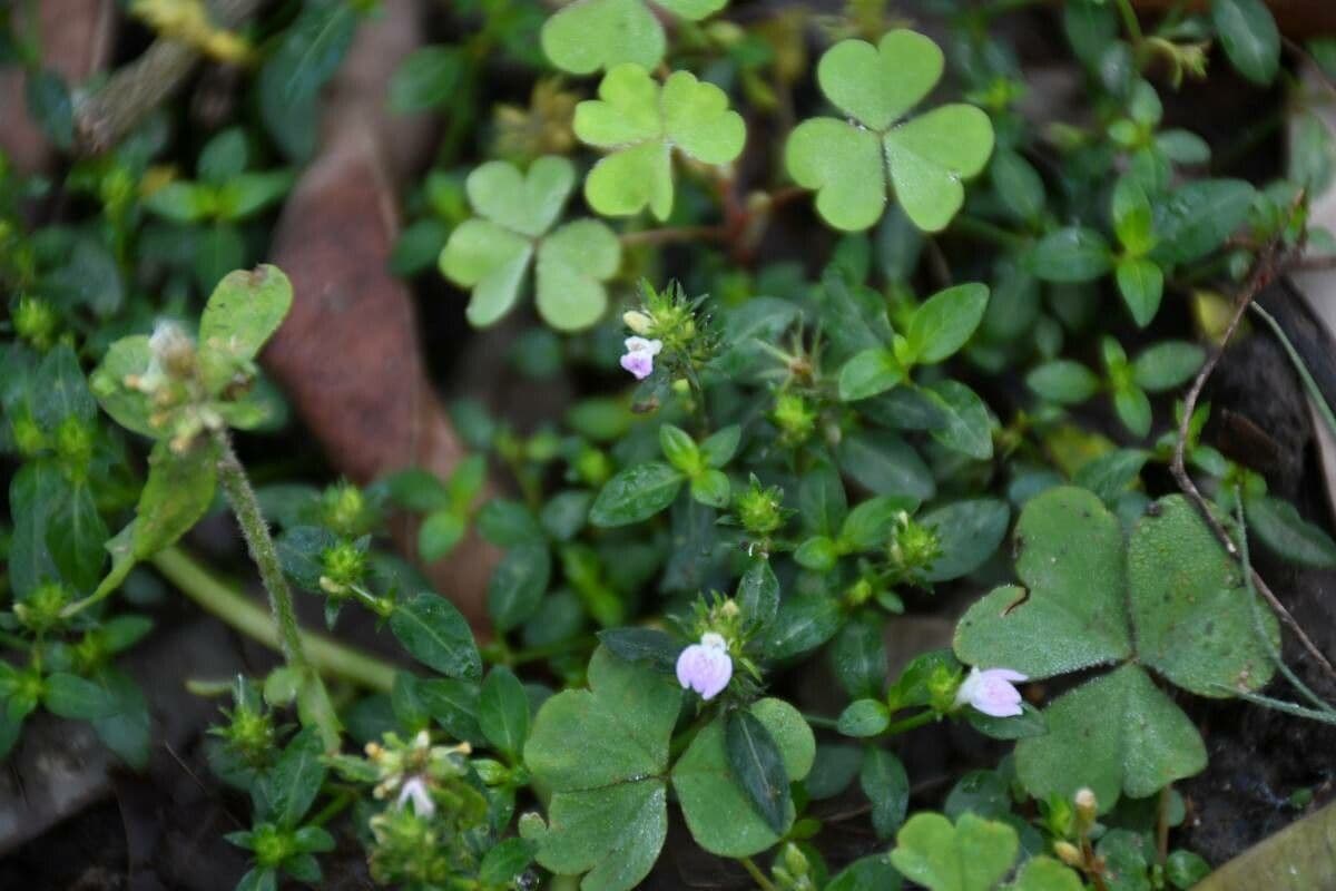 Justicia procumbens subsp. procumbens 7