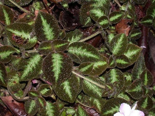 Episcia 15