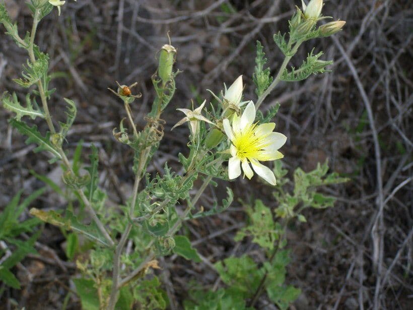 Mentzelia multiflora 8