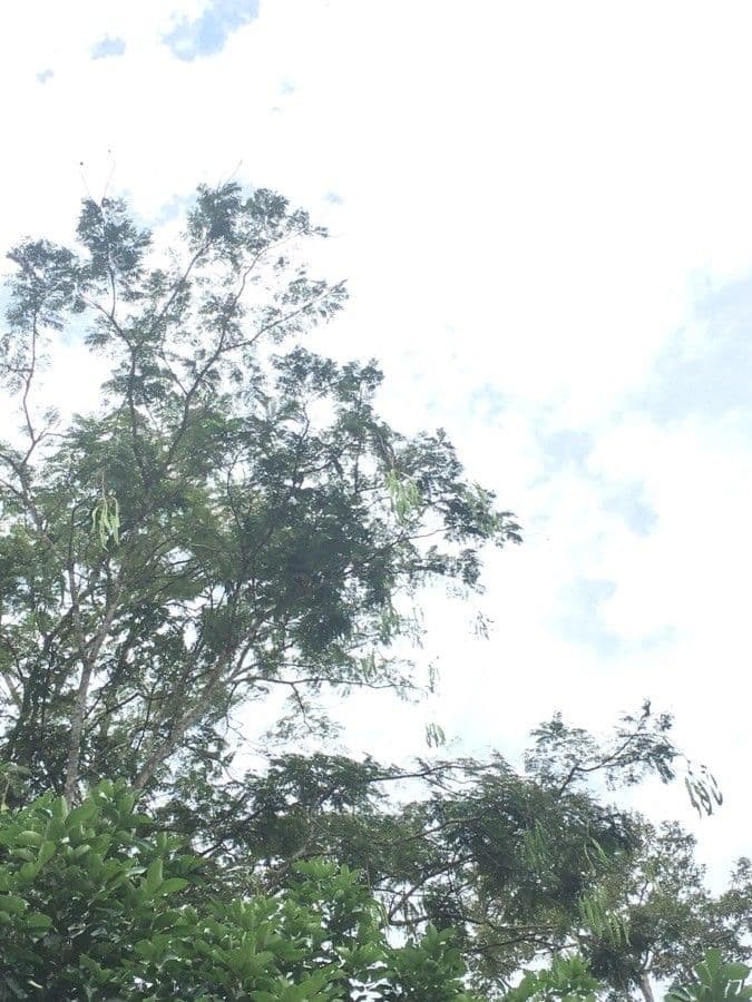 Parkia 6