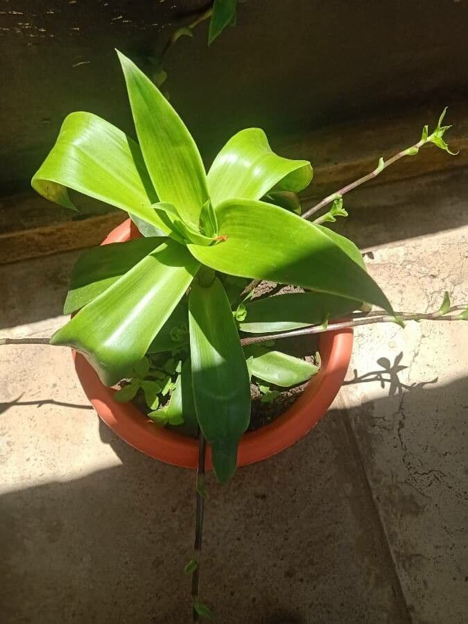 Callisia 15