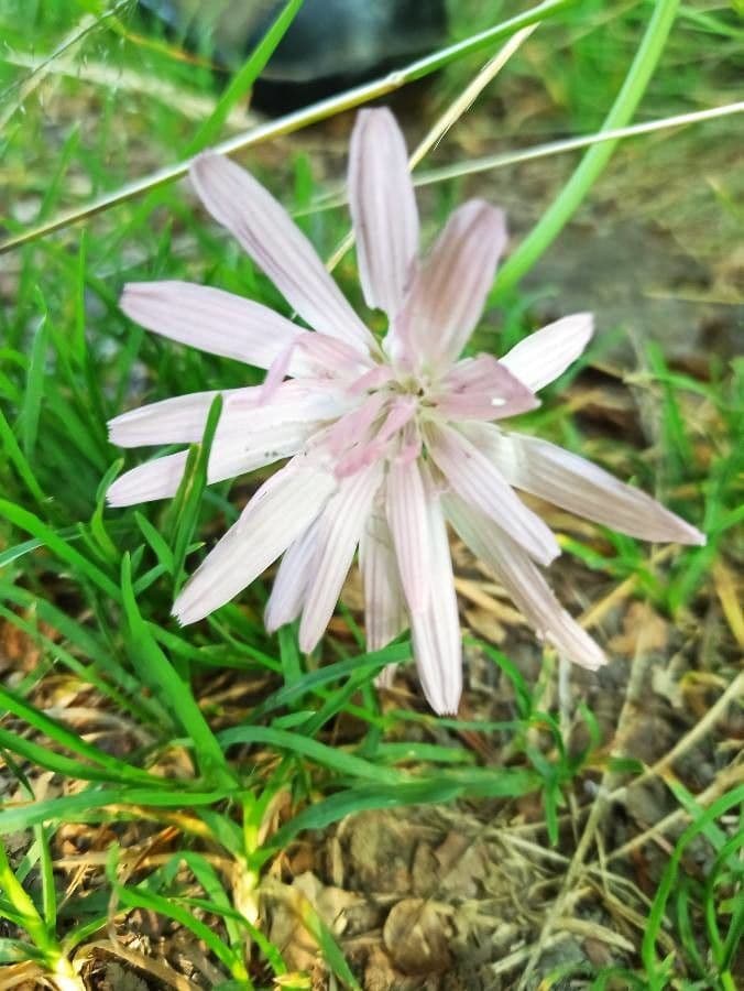 Podospermum 5
