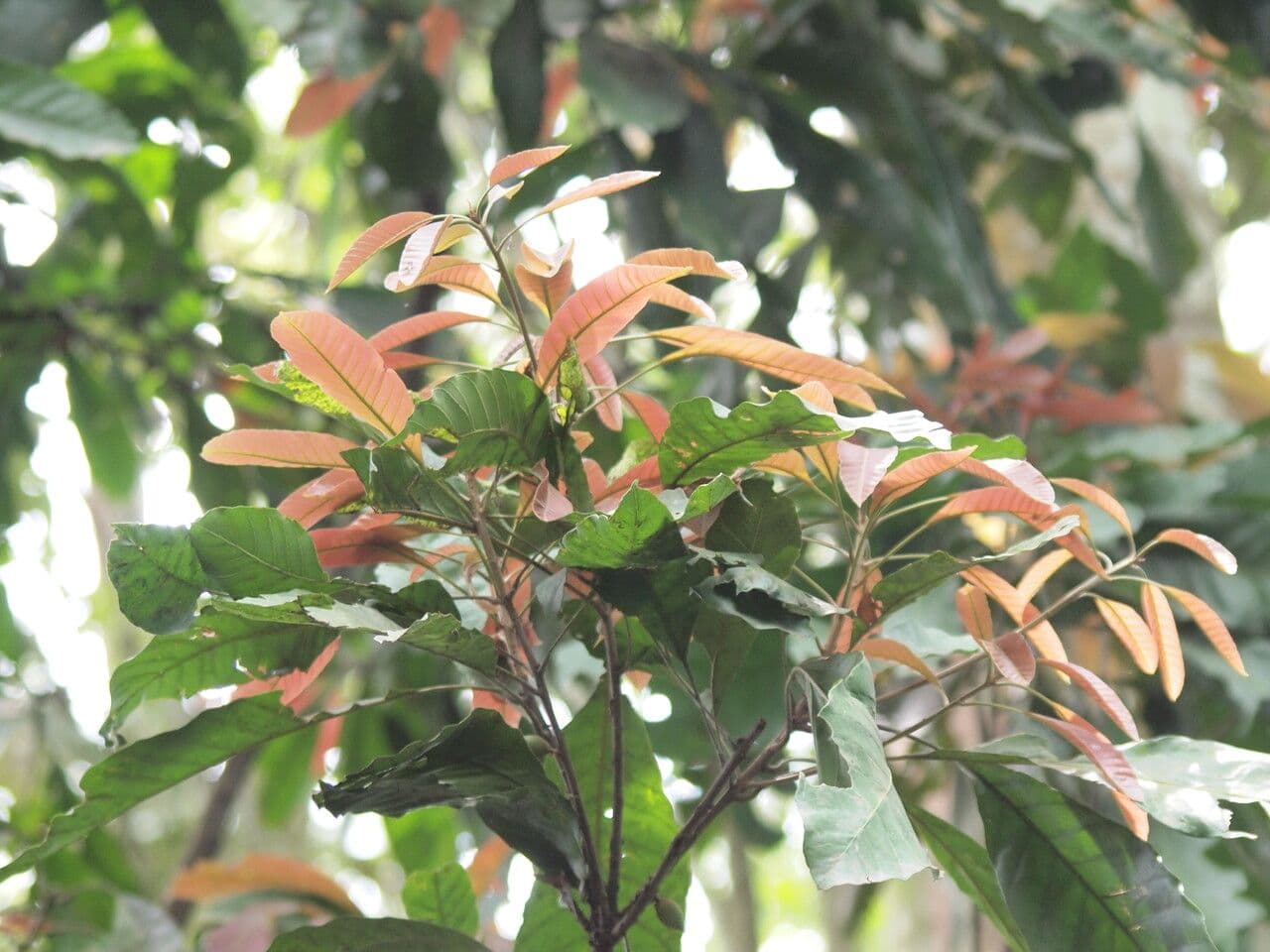 Synsepalum
