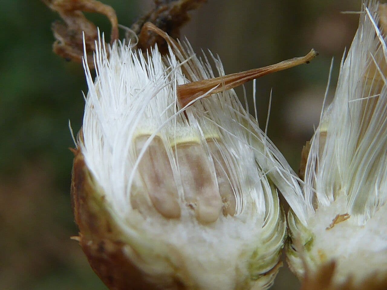 Bracera 5