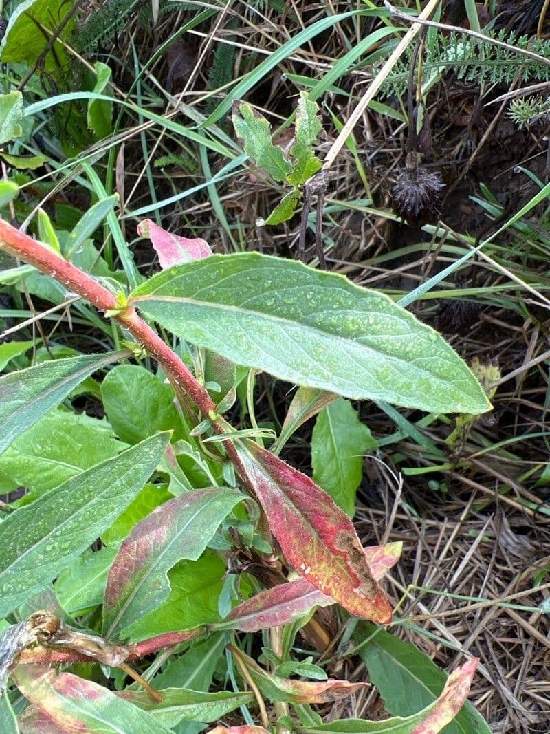 Onagra stricta 16
