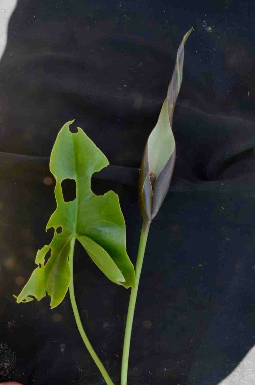 Urospatha 3