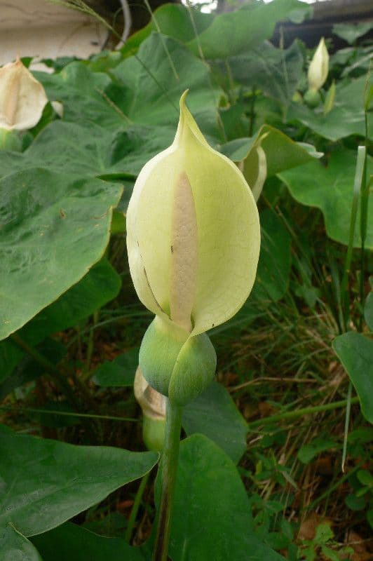 Caladium 3