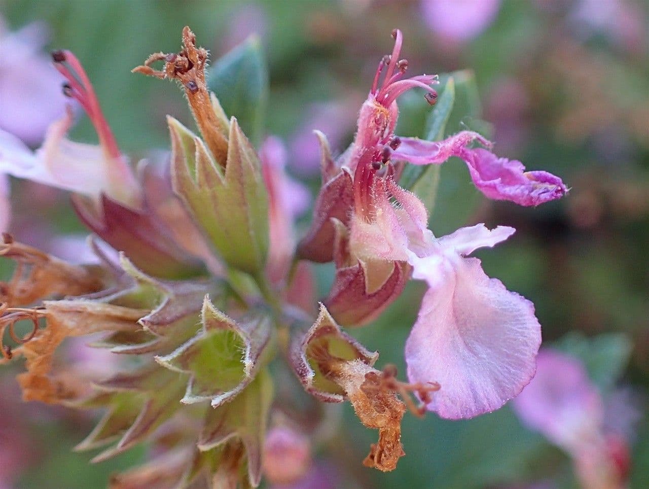 Teucrium 4