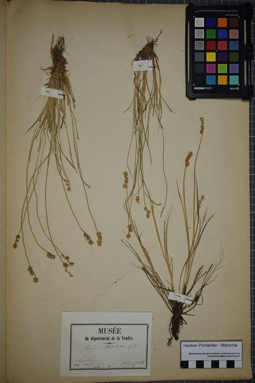 Carice stellata 23