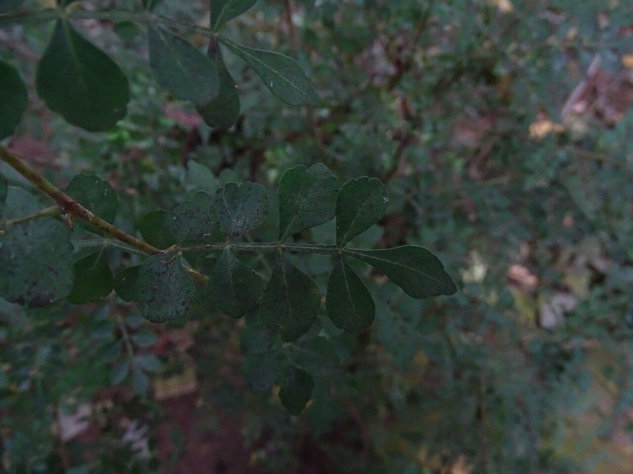 Harrisonia abissina 2