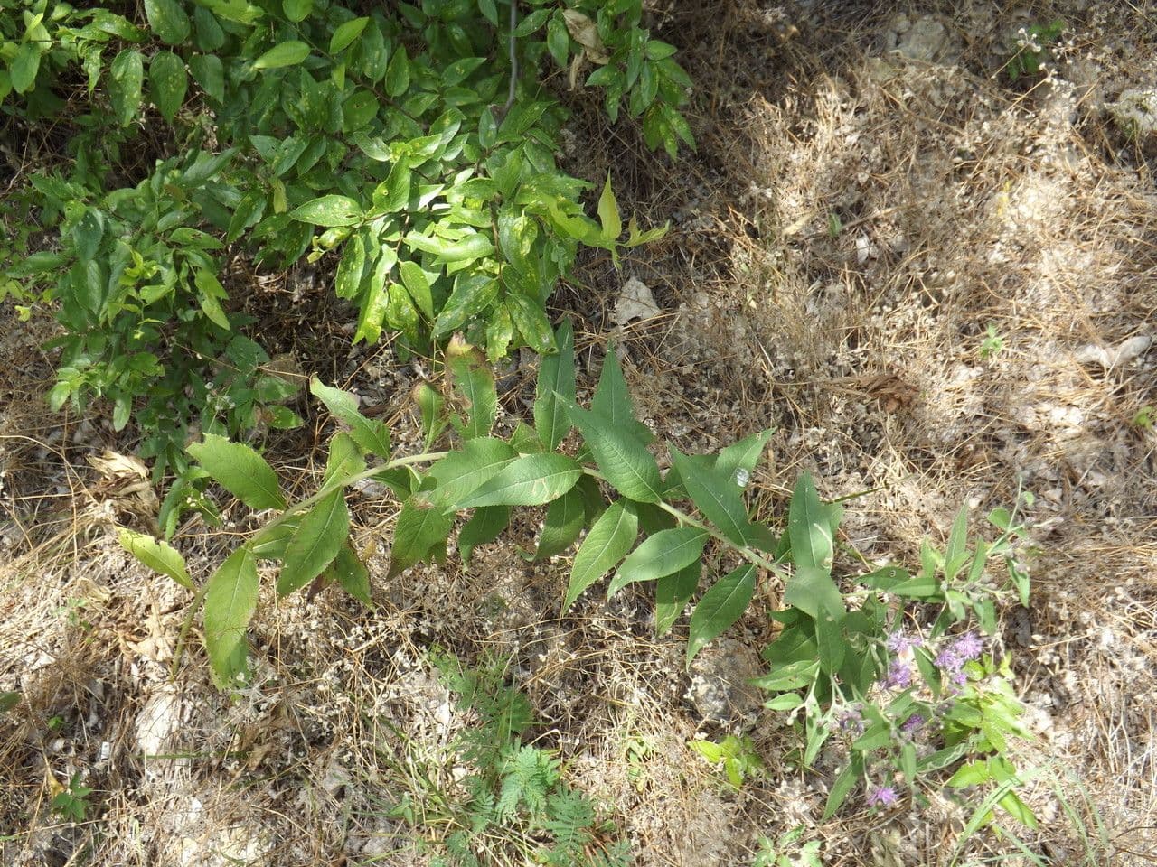 Vernonia di Baldwin 10