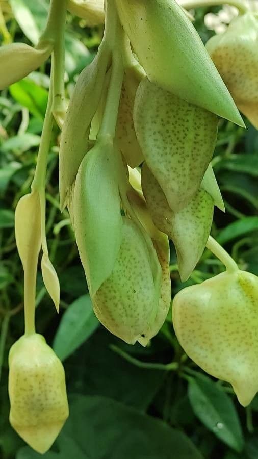 Stanhopea 2
