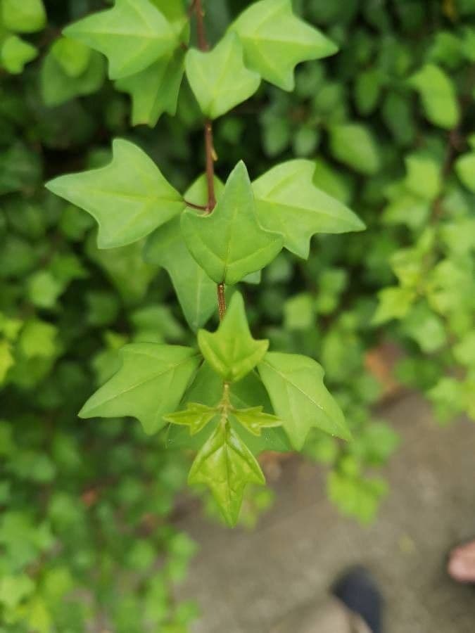 Wild sage 6