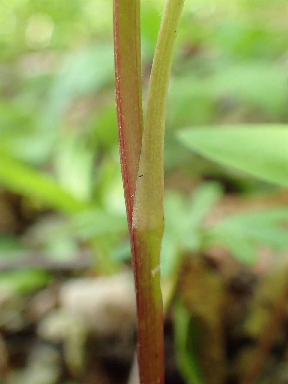 Aconito anthora 25