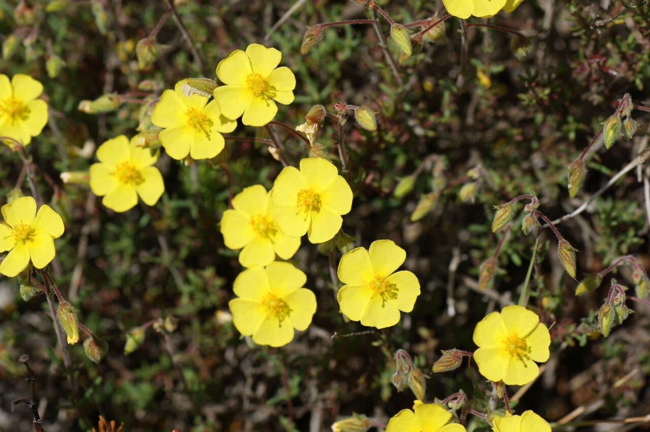 Fumana 6