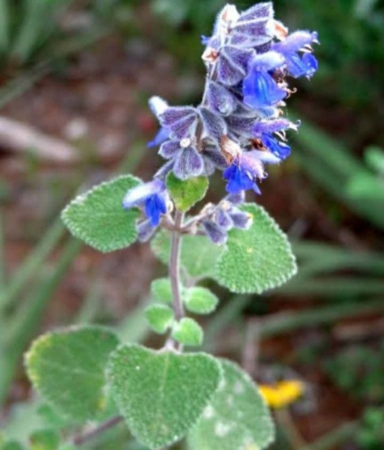 Salvia