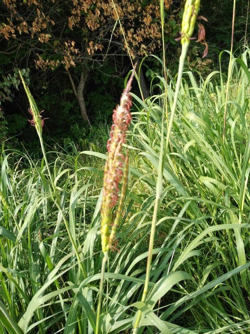 Tripsacum dactyloides