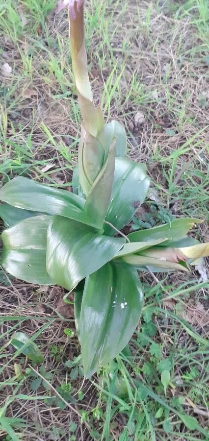 Orchis géant 20